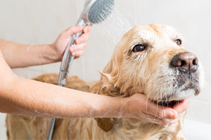Dog receiving grooming treatment
