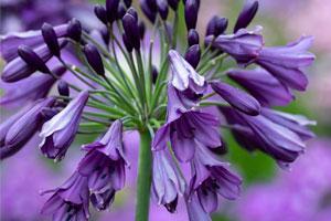 Agapanthus Poppin Purple - a part of Wyevale's promotional range