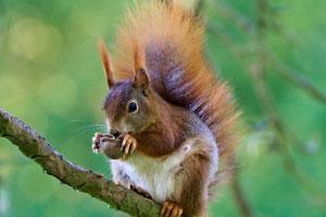 red squirrels in the garden