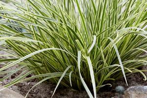 Wyevale Nurseries - Lomandra ‘White Sands’