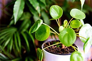 easy houseplants - Chinese Money Plant