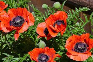 Oriental Poppies