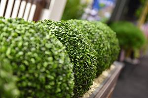 Landscape show image of round plants