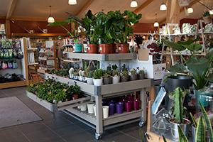 RHS Visitors Center - Indoor Plants