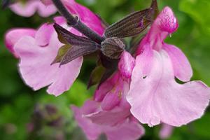 Salvia gregii Cuello Pink - used to raise money for Perennial charity