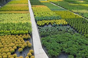 Nursery Shot Zoe Large - can ornamental Conifers help climate change