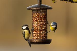 Wild Bird Feeders with seeds and birds - Honeyfields tips for wild bird feeding