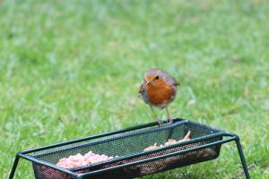Robin