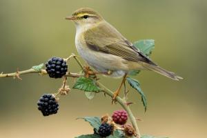 Attracting Birds