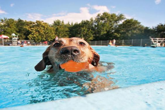 Dog in pool playing with HydroSqueeze ball HydroFreeze range of dog toys