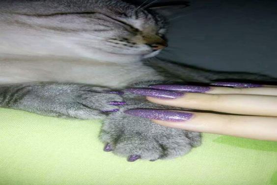 Cat and owner with matching purple manicures
