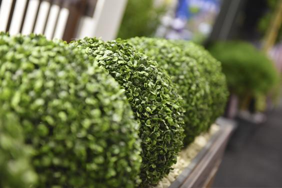 Landscape show image of round plants