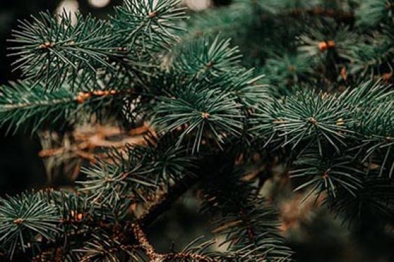 Real Christmas Tree