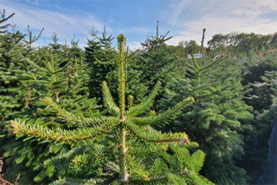 Christmas trees