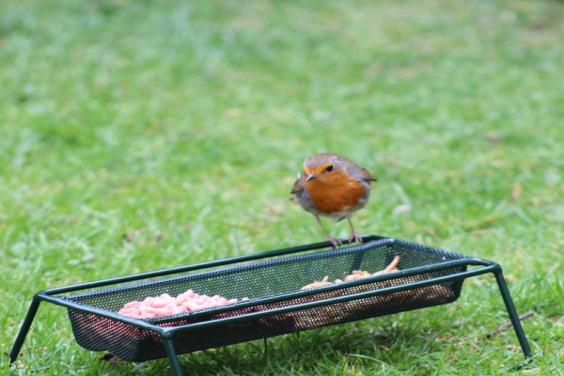 Robin