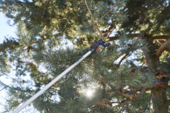 A pole pruner being used on a tree