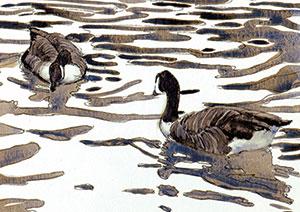 Wright Fine Art Ltd - Canada Geese On Water artwork