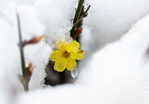 Winter Garden