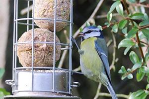 attract birds with Honeyfield's